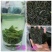 恩施富硒绿茶恩施玉露绞股蓝富硒藤茶