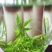 恩施富硒绿茶恩施玉露绞股蓝富硒藤茶