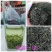 恩施富硒绿茶恩施玉露绞股蓝富硒藤茶