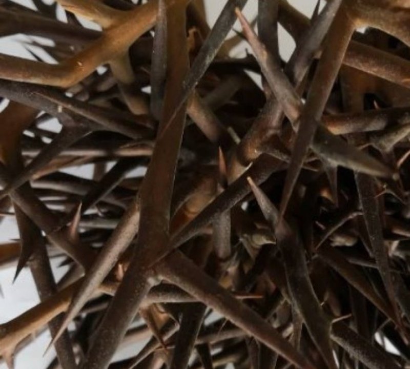 皂刺新货正品皂刺手剪货，大货批发零售