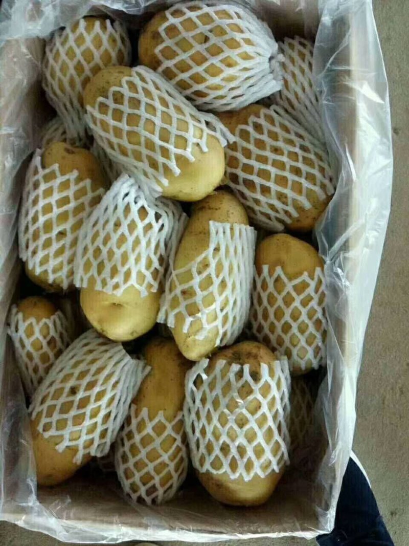 荷兰十五二两通天，三两通天诚信经营