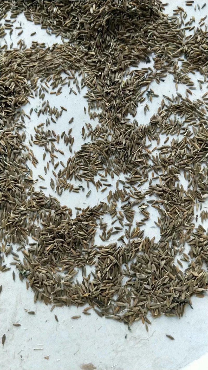 蒲公英籽产新蒲公英籽人工采摘发芽率高过筛过风机