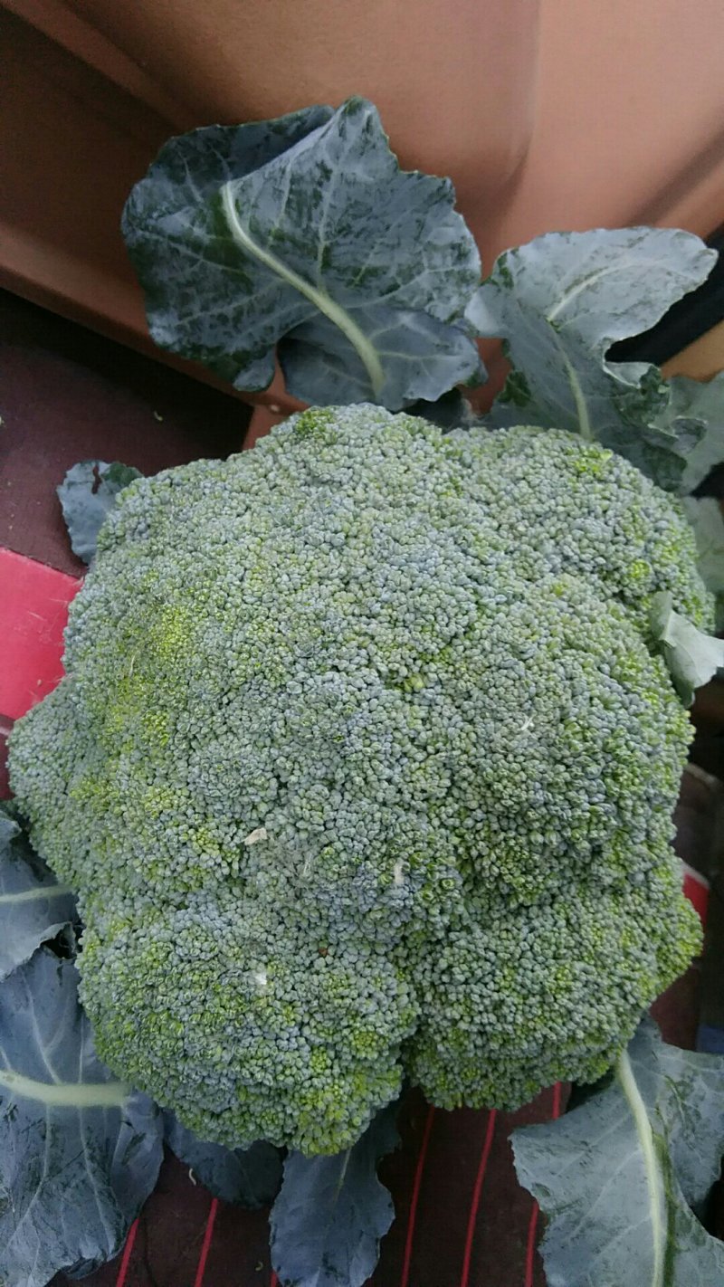耐寒优秀西蓝花