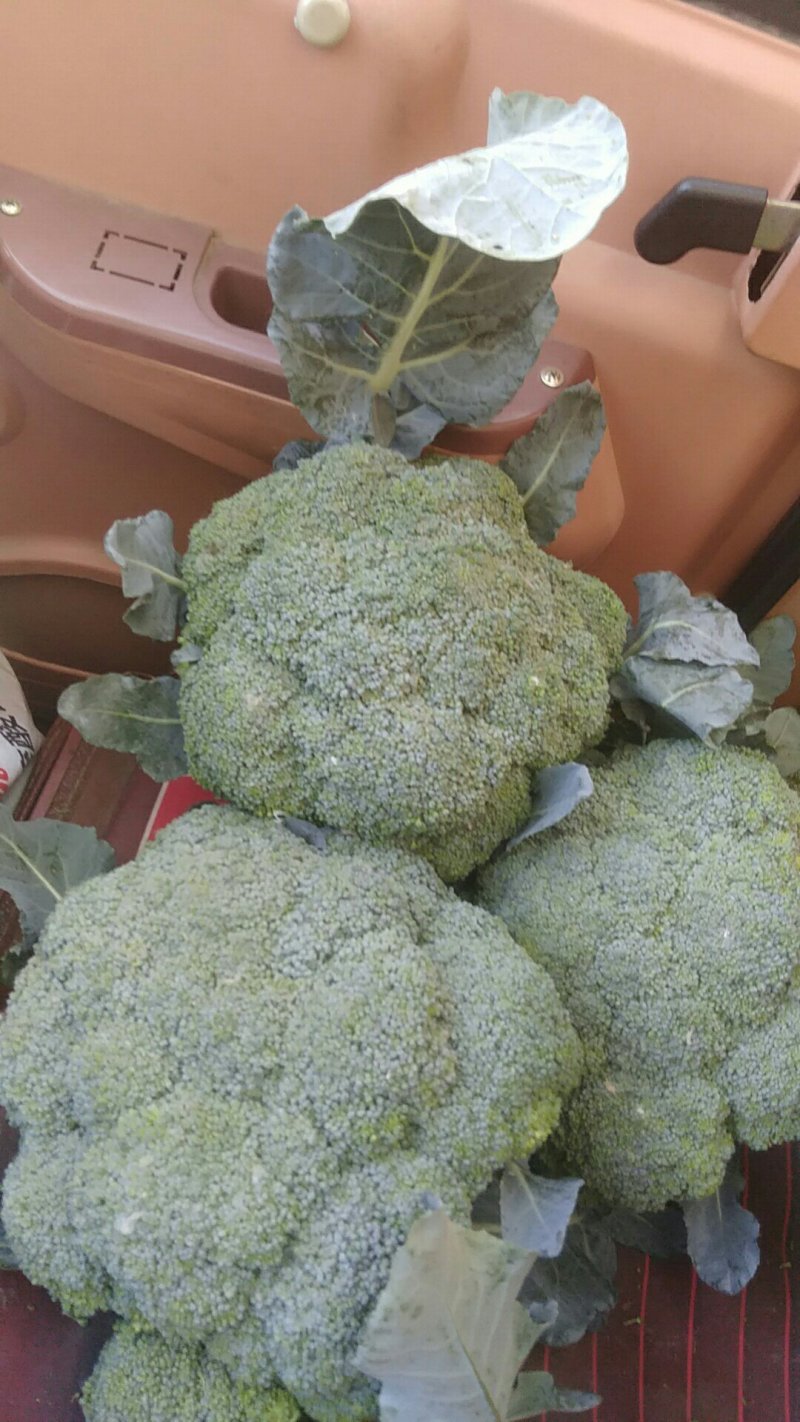 耐寒优秀西蓝花