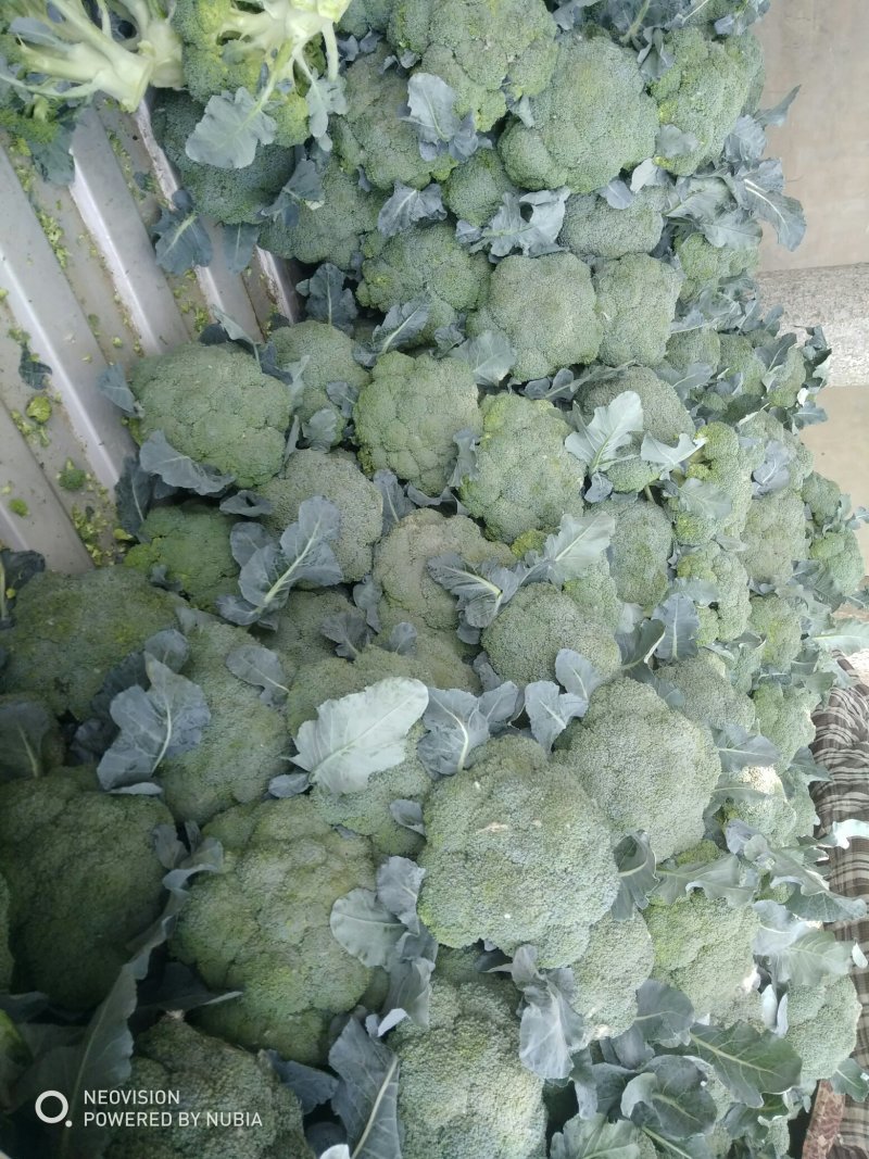 耐寒优秀西蓝花