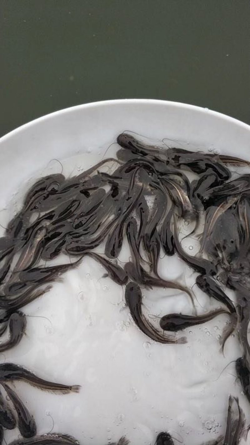 塘鲺鱼苗