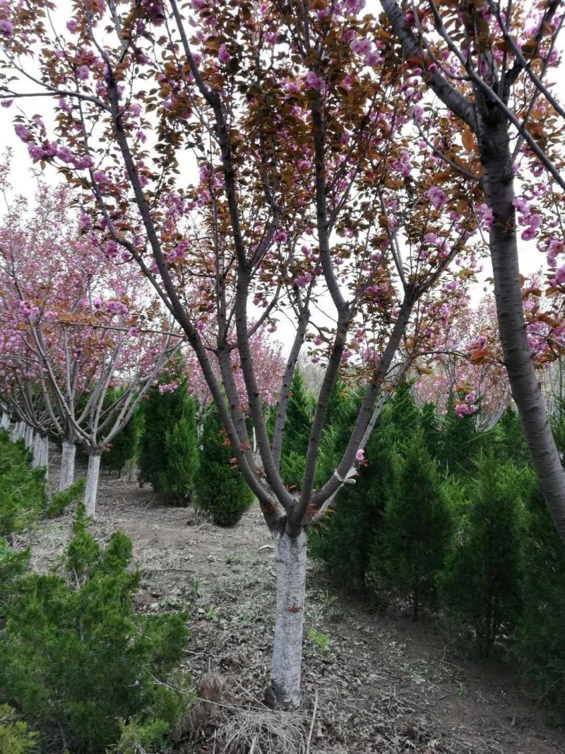 超低价供3-25公分樱花，树形好，价格低于市场价