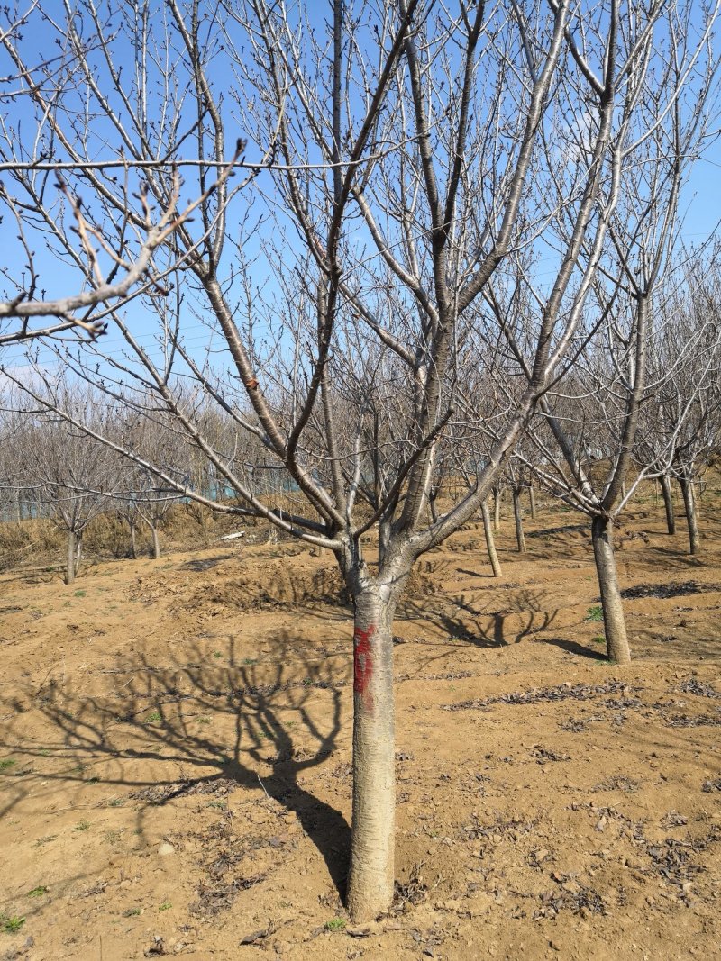 超低价供3-25公分樱花，树形好，价格低于市场价