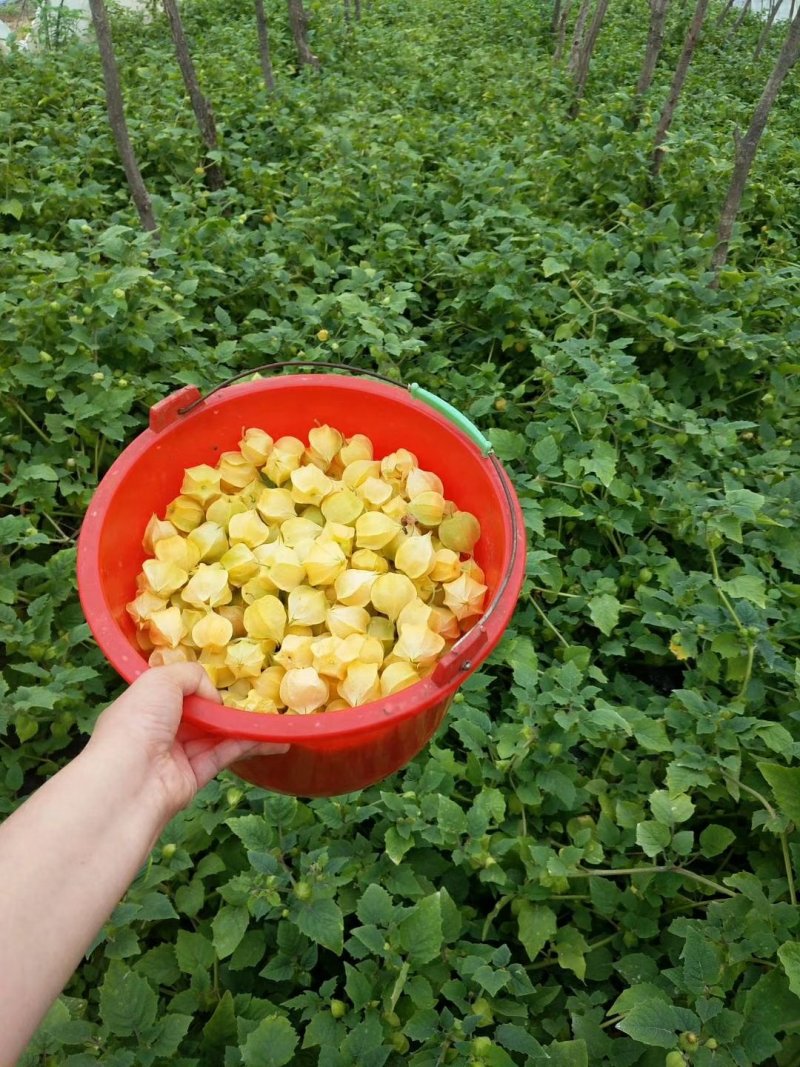 菇茑果