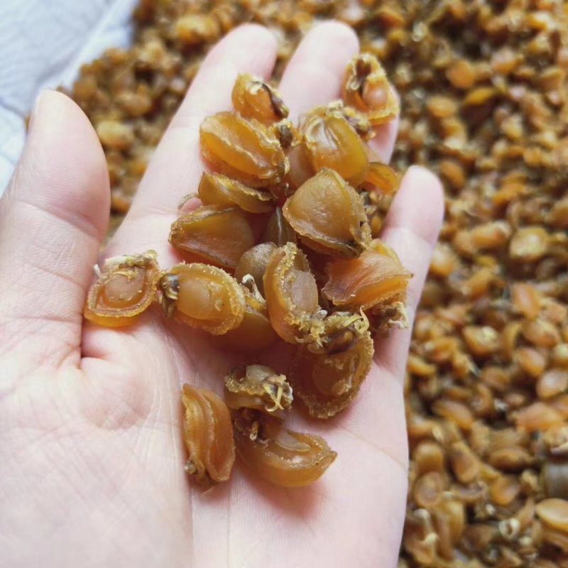 小鲍鱼干400头一斤