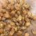 小鲍鱼干400头一斤