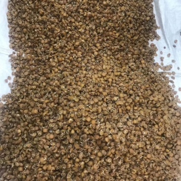 小鲍鱼干400头一斤
