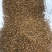 小鲍鱼干400头一斤