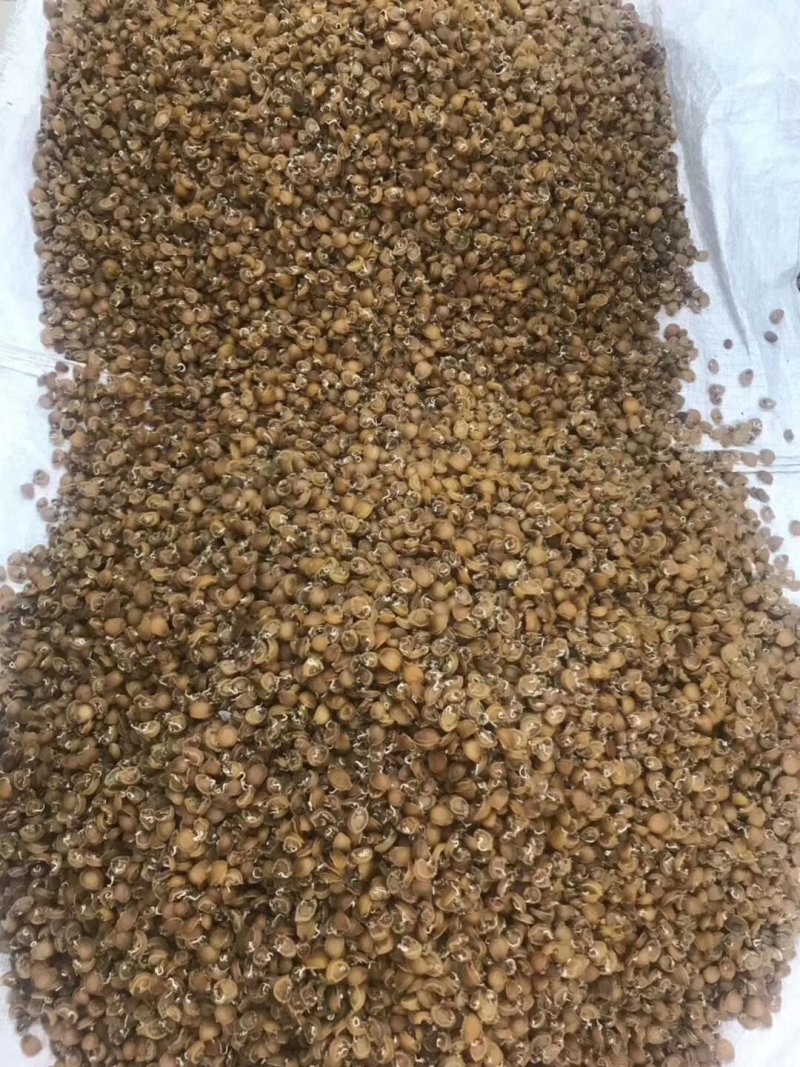 小鲍鱼干400头一斤