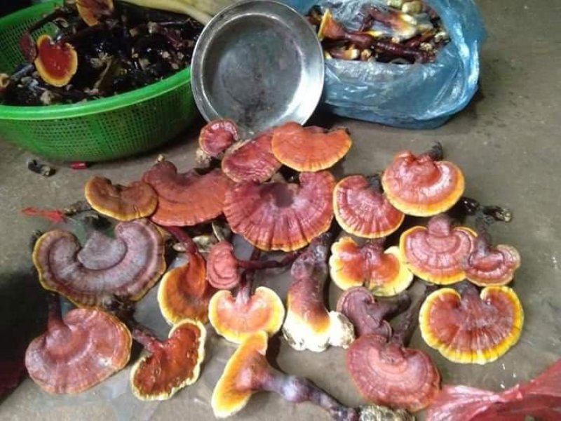 越南野生灵芝