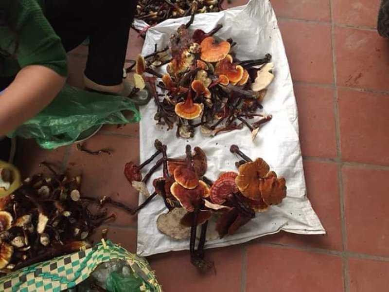 越南野生灵芝