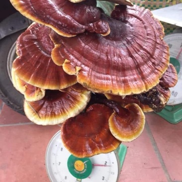 越南野生灵芝