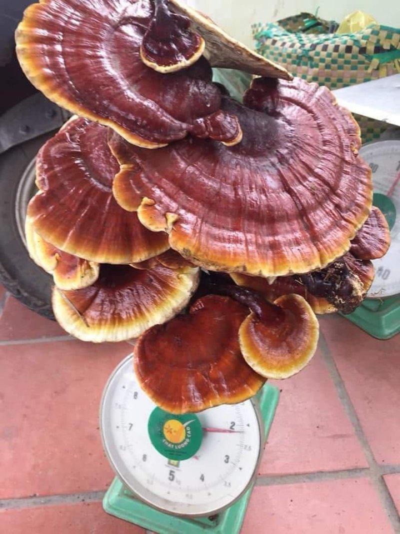 越南野生灵芝