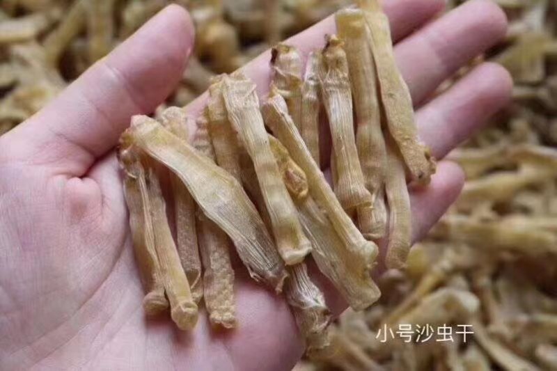 沙虫干小号