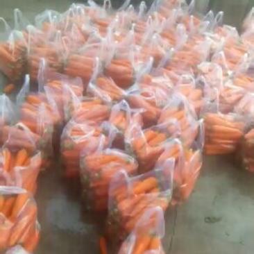 胡萝卜，昌黎胡萝卜大量上市供应全国各大市场超市