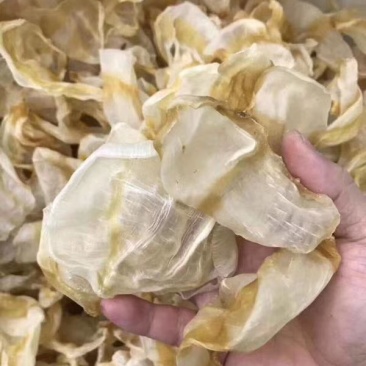 鱼胶红鱼