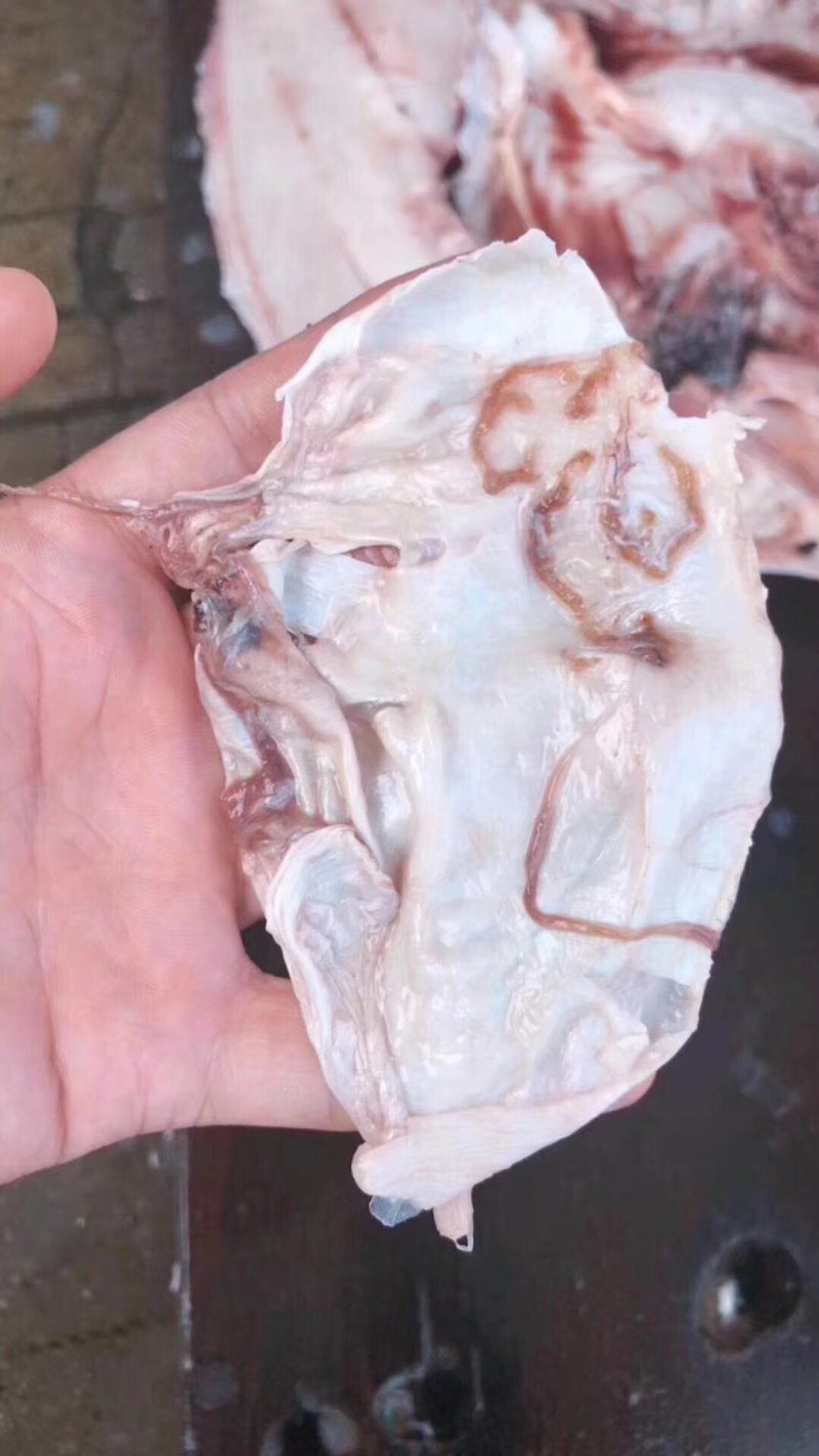 鱼胶红鱼