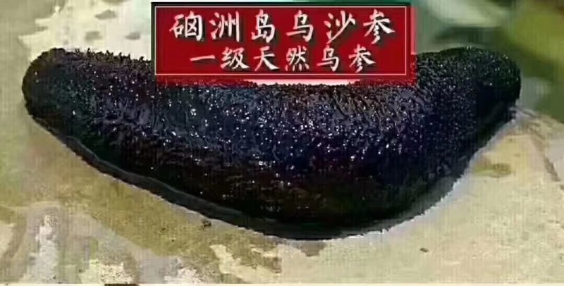 硇洲天然乌沙参