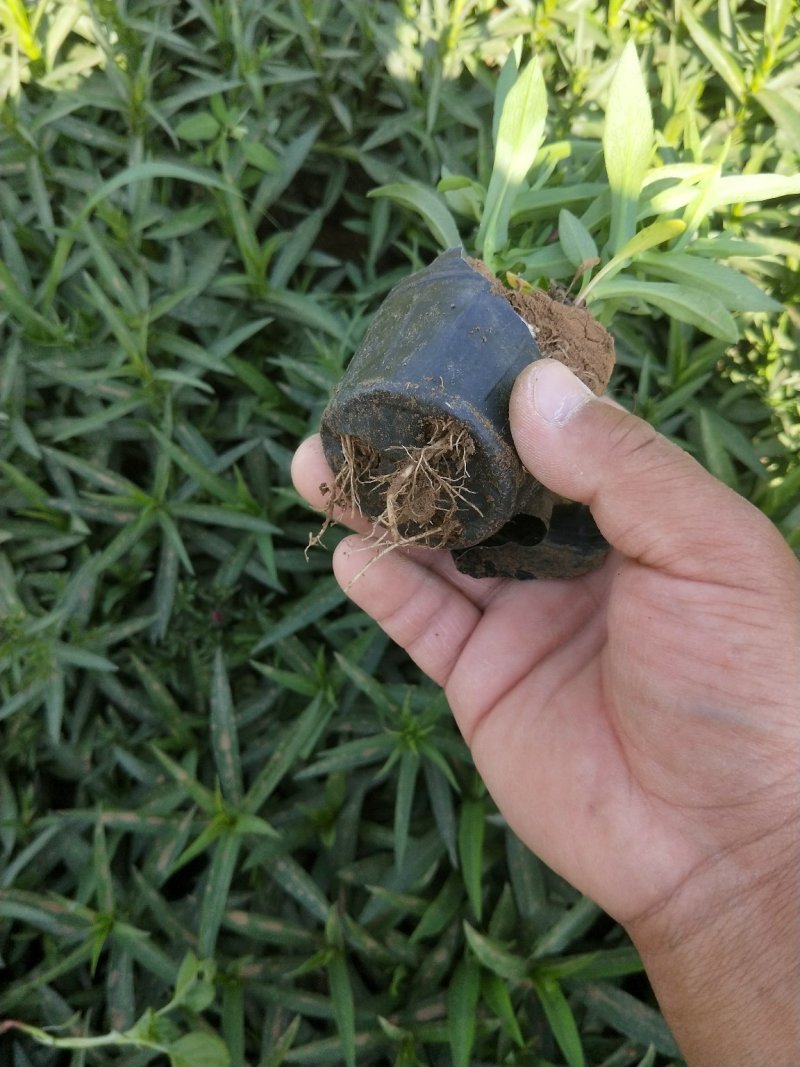 荷兰菊多年生草花量大可议价小杯欢迎实地看货