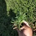 荷兰菊多年生草花量大可议价小杯欢迎实地看货