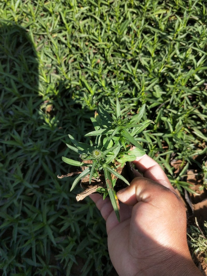 荷兰菊多年生草花量大可议价小杯欢迎实地看货
