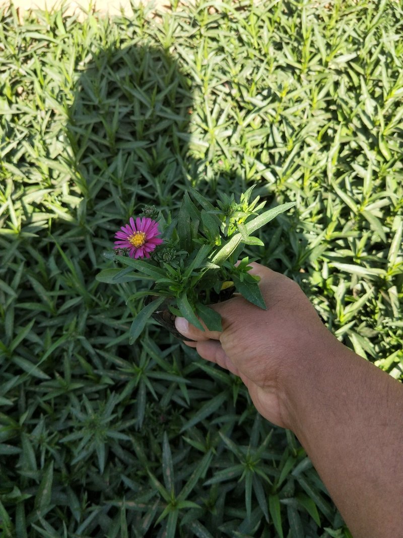 荷兰菊多年生草花量大可议价小杯欢迎实地看货
