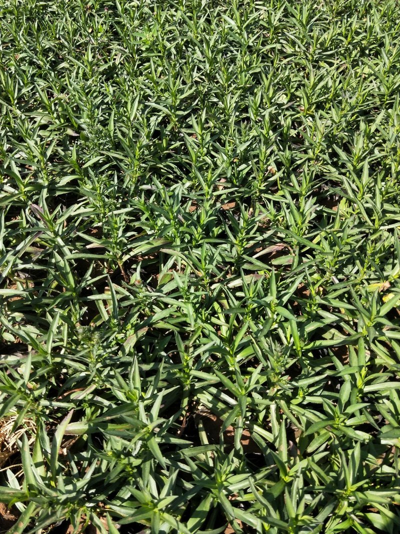荷兰菊多年生草花量大可议价小杯欢迎实地看货