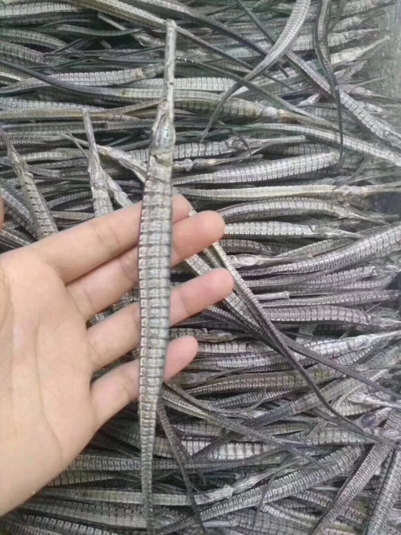海龙