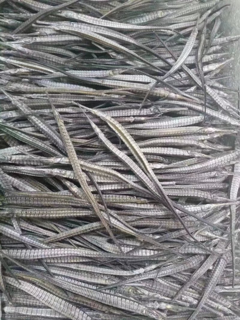 海龙
