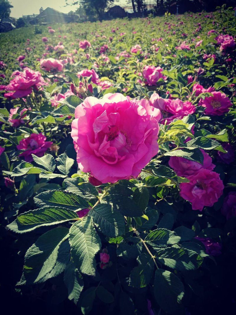 四季玫瑰