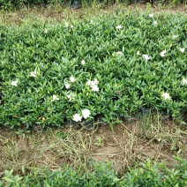 小叶栀子花大量现货（量太小了买家自己出运费）