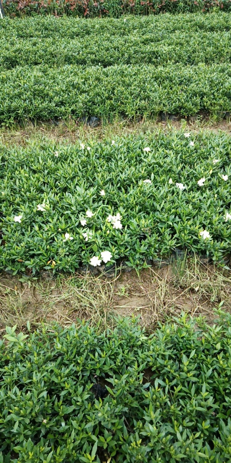 小叶栀子花大量现货（量太小了买家自己出运费）