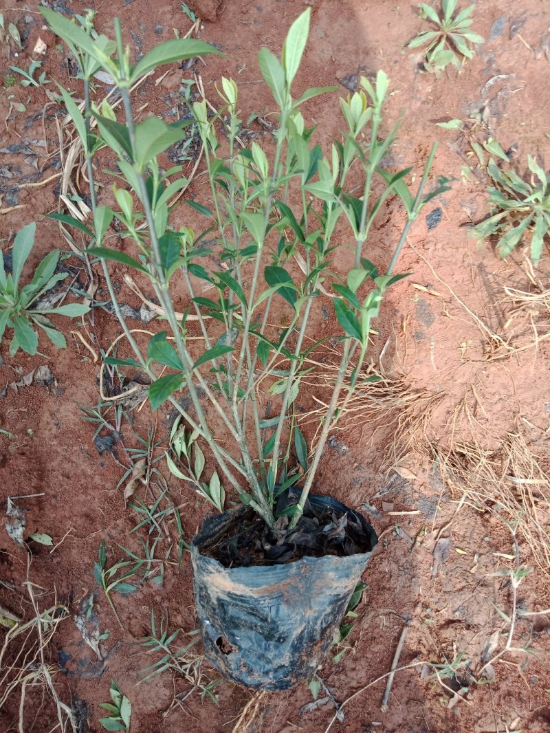 小叶栀子花大量现货（量太小了买家自己出运费）