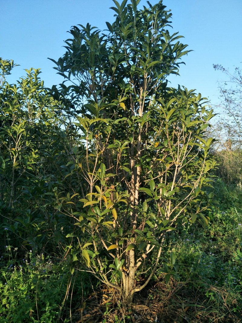 桂花:红桂花《状元红》低分枝冠1米-1.5米！