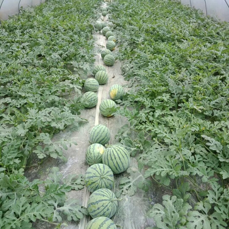 8424早佳美都大红桃红