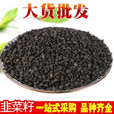 韭菜子韭菜籽生熟韭菜子供应上千中药材一站购