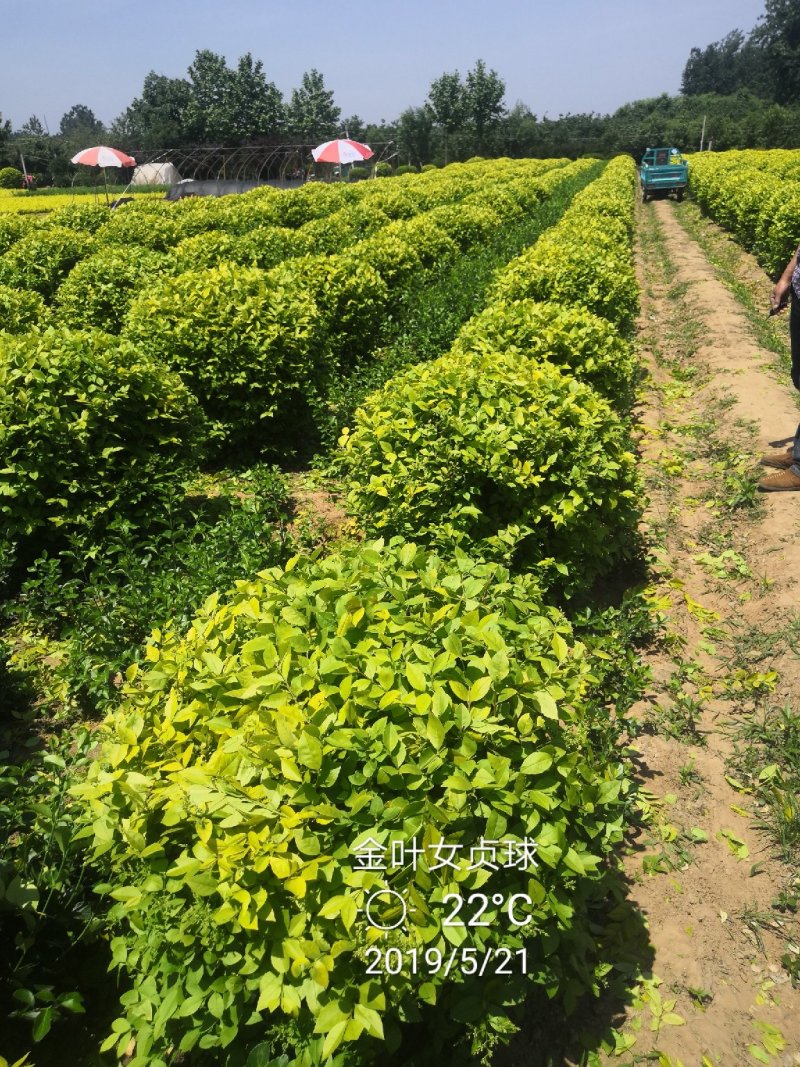 金叶女贞球亮晶女贞大杯苗亮晶女贞球金森女贞球月季