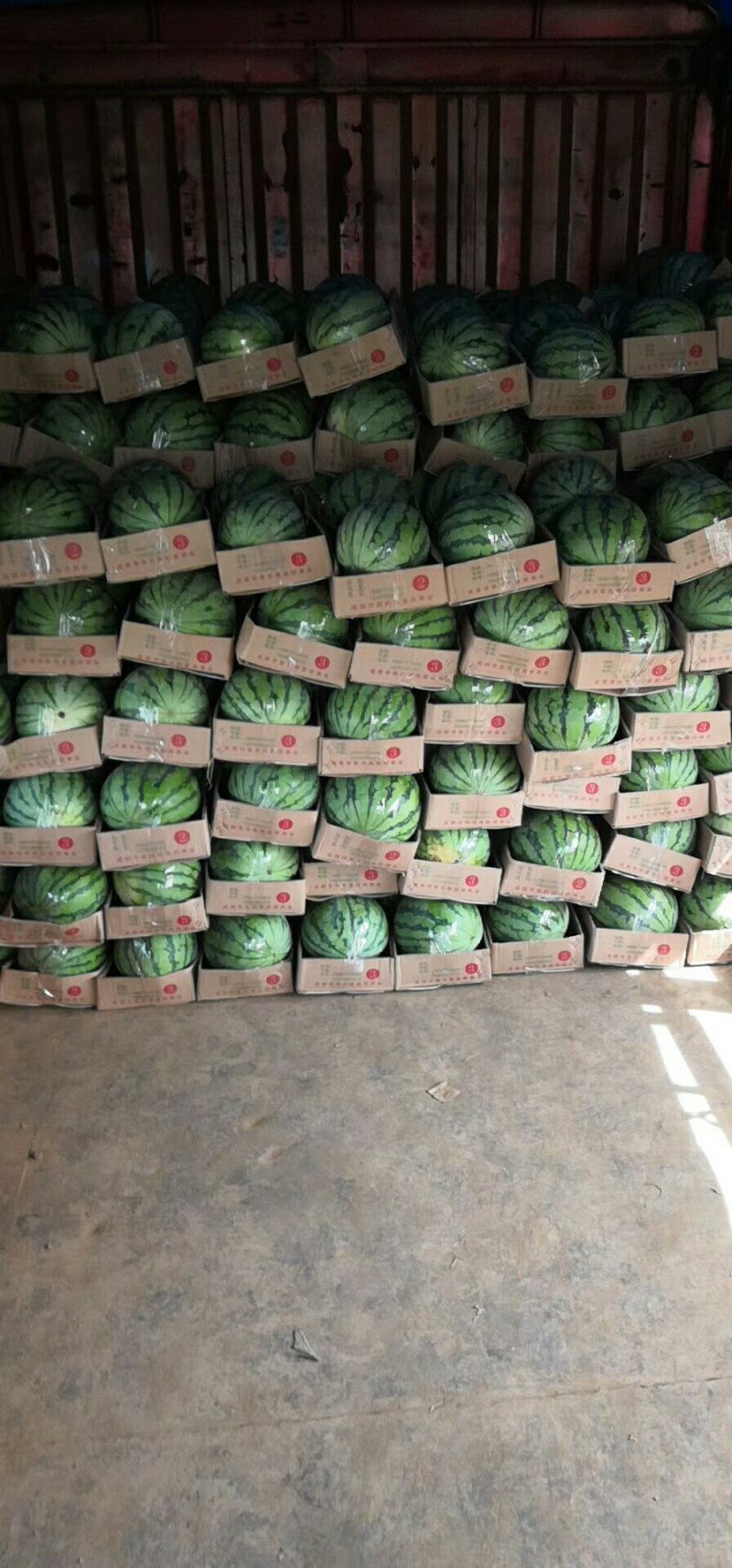 8424早佳美都精品西瓜现货