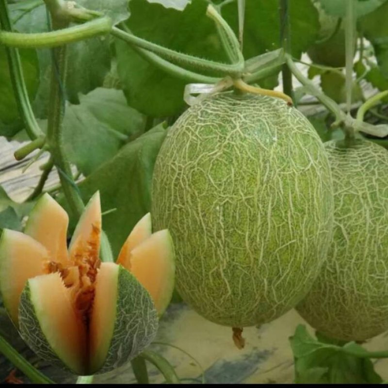 精选小蜜二五，个头均匀，纹路好，口感脆甜爽囗，糖度杠杠的