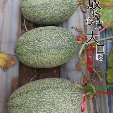 精选小蜜二五，个头均匀，纹路好，口感脆甜爽囗，糖度杠杠的