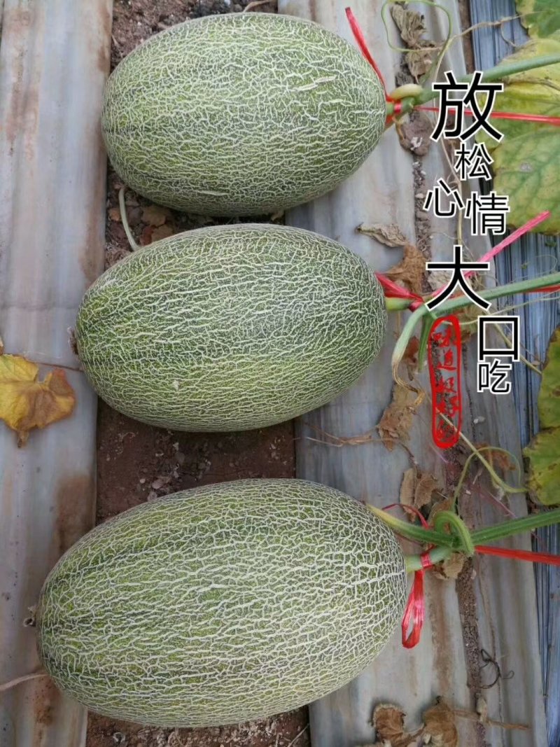 精选小蜜二五，个头均匀，纹路好，口感脆甜爽囗，糖度杠杠的