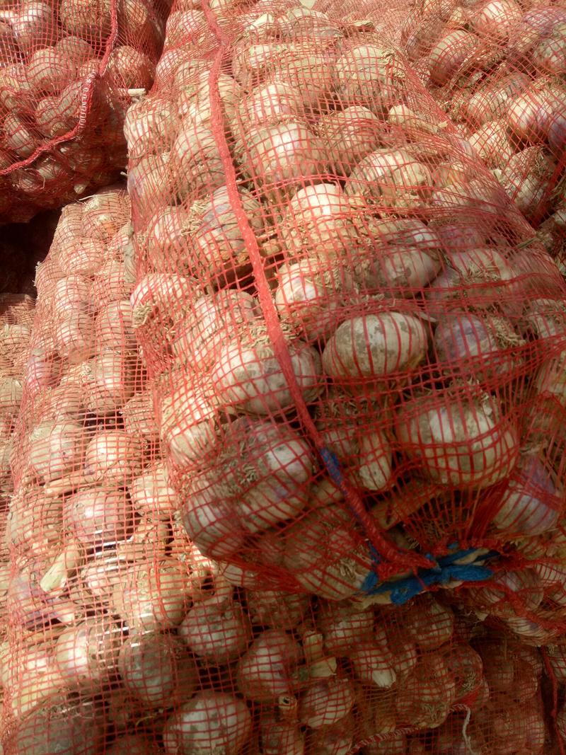 精品大蒜紫皮蒜大量上市，产地直供，可视频看货