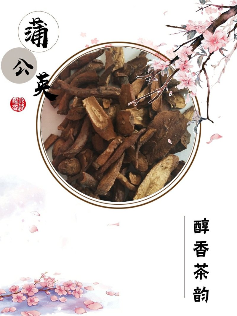 批发长白山蒲公英根炒熟蒲公英微店淘宝一件代发