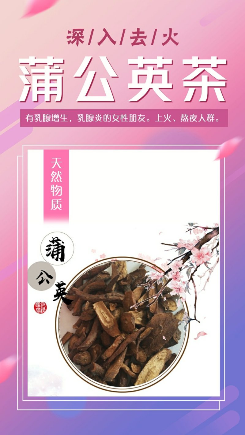 批发长白山蒲公英根炒熟蒲公英微店淘宝一件代发