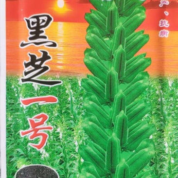 黒芝一号芝麻，高油，高产，抗病！